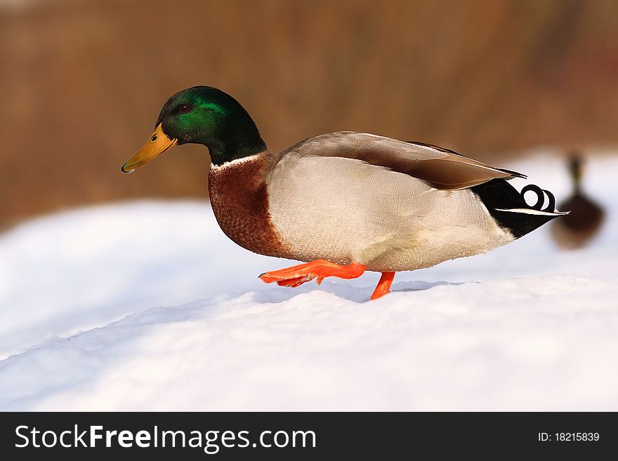 Mallard (Anas Platyrhynchos)