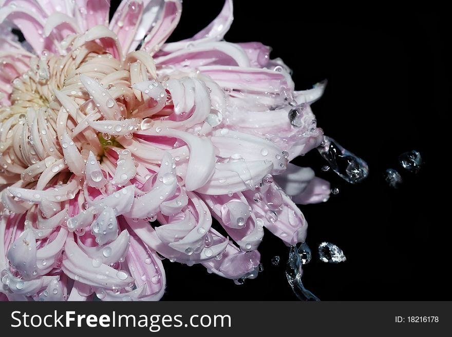 Beautiful flower with splashes of water