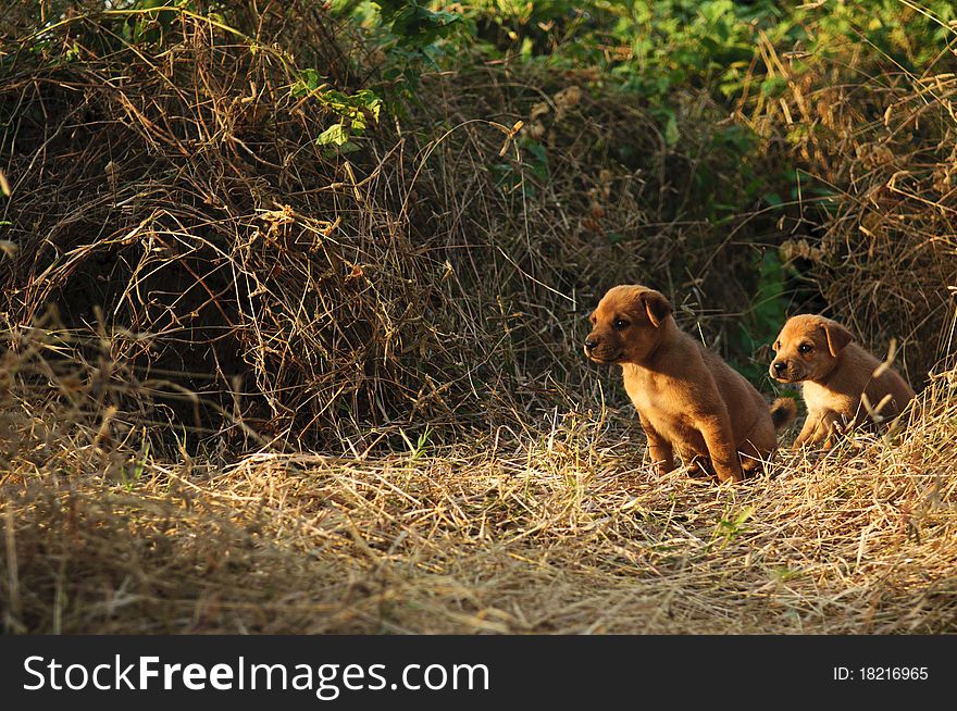 Two dogs sitting on the field