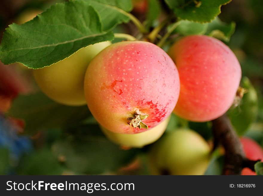 Branch of the ripe reddened apples