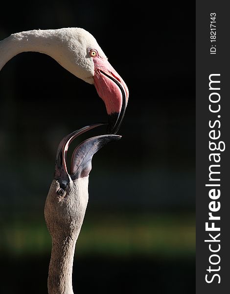 Pink Flamingo (Phoenicopterus Roseus)