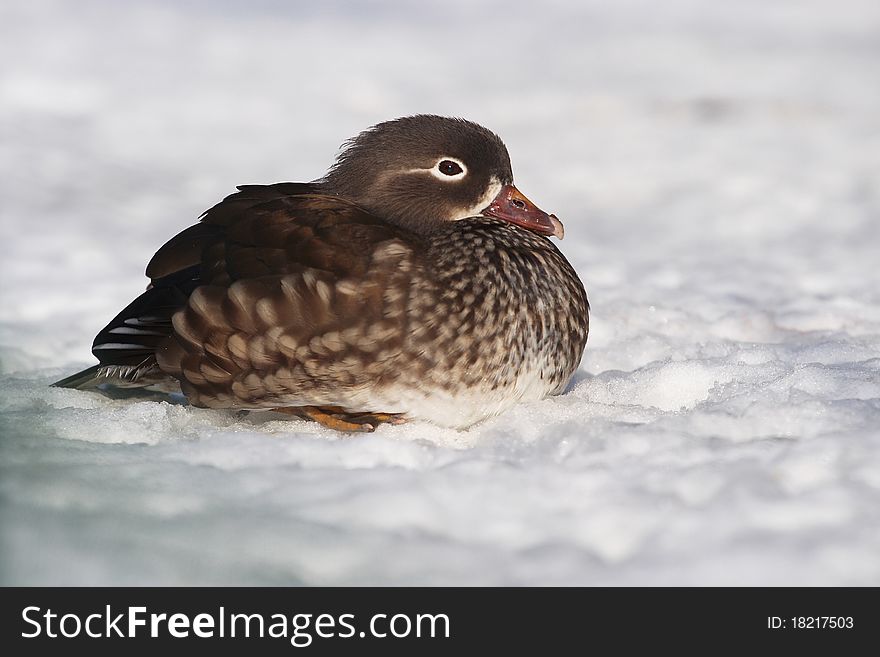 Duck Amazon (Amazonetta Brasiliensis)