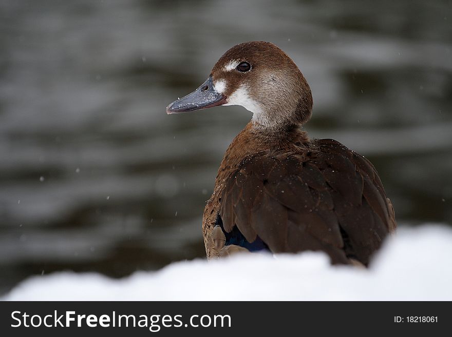 Duck Amazon (Amazonetta brasiliensis)