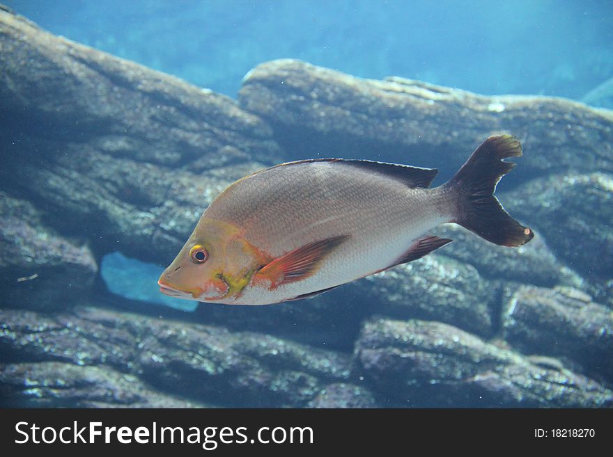 auditorium Commandant Geometrie Slinger Fish (Chrysoblephus Puniceus) - Free Stock Images & Photos -  18218270 | StockFreeImages.com