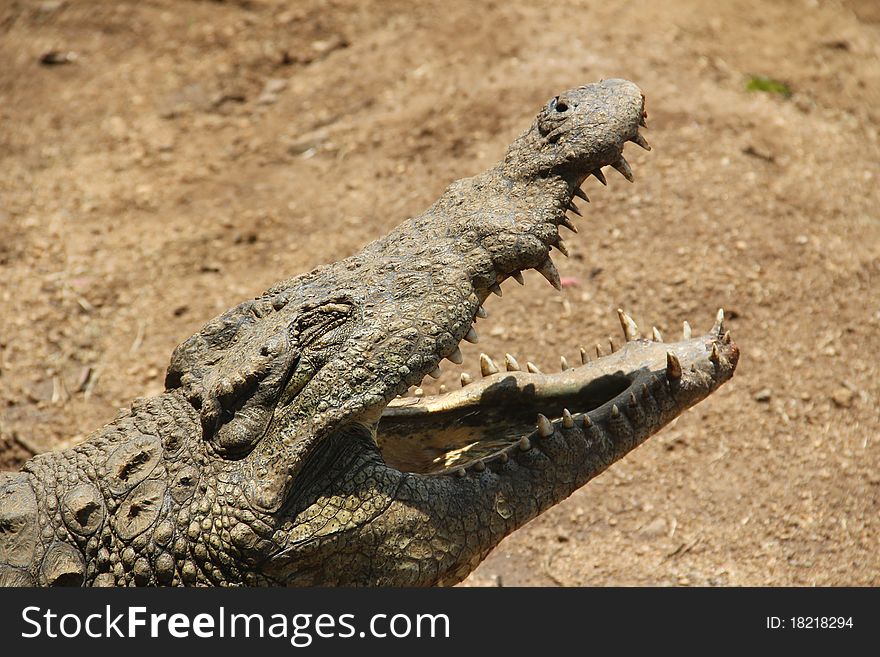 Sleepy Crocodile with an open mouth