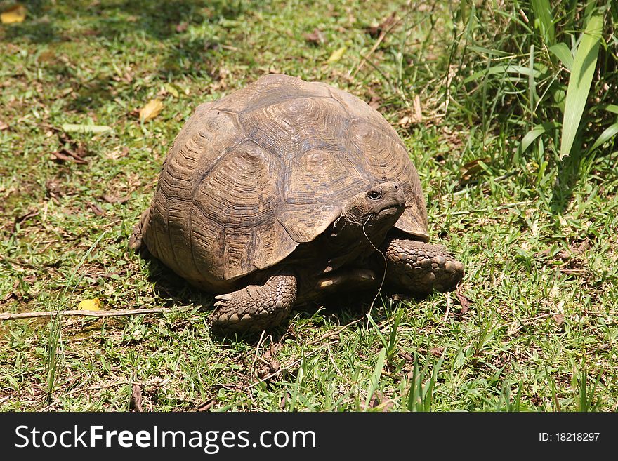 Also called the African spur thigh tortoise or the sulcata tortoise. Also called the African spur thigh tortoise or the sulcata tortoise