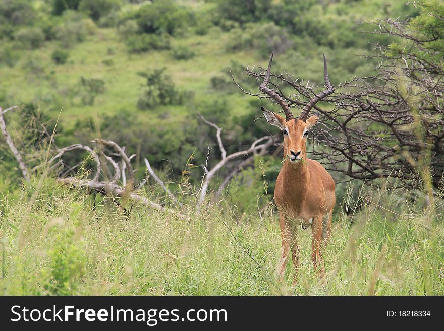 Male impala posing for the camera