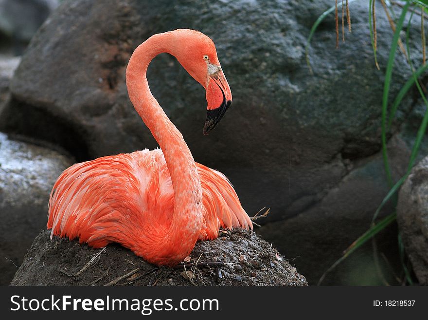 Pink Flamingo (Phoenicopterus Roseus)