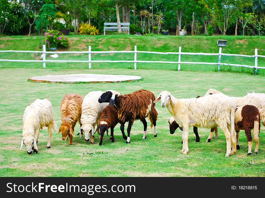 The group sheep eat food on the grass