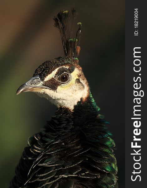 Peacock crown (Pavo cristatus)