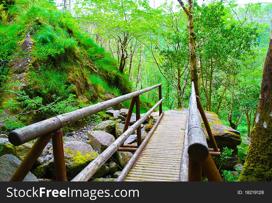A bridge in the forest. A bridge in the forest
