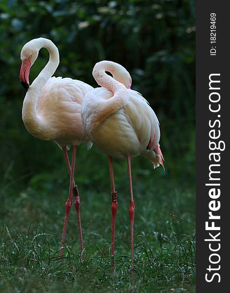 Pink Flamingo (Phoenicopterus Roseus)