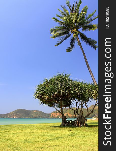 Scenic view of palm tree on deserted tropical beach with sea in background. Scenic view of palm tree on deserted tropical beach with sea in background