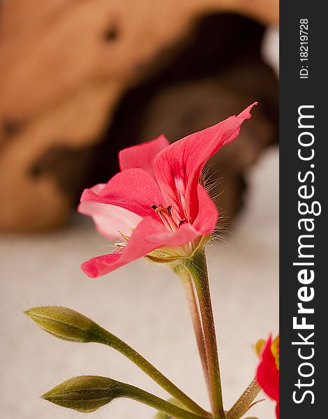 Pink geranium flower in the wild catch.