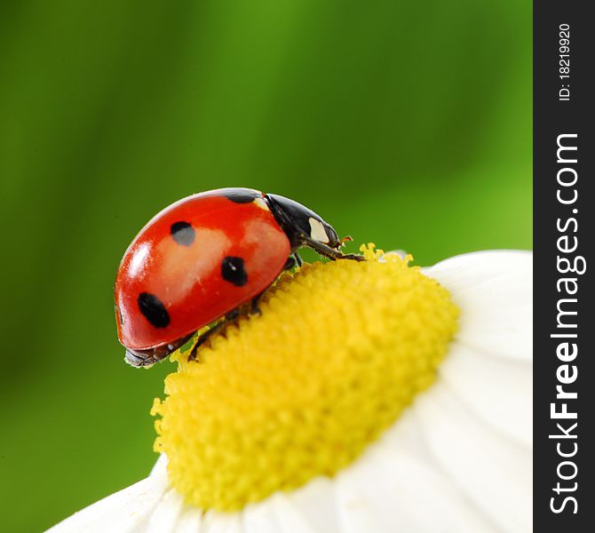 Ladybug On Camomile