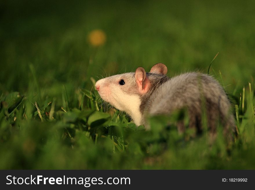 Rats are relatively large rodents with long bald tail. Rats are relatively large rodents with long bald tail.