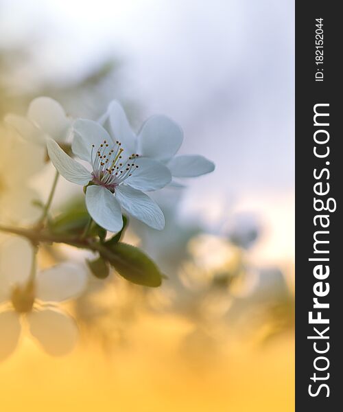 Beautiful Nature  .Artistic  Spring   ,sky. - Free Stock Images &  Photos - 182152044 