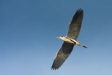 Great Grey Heron In Flight / Ardea Cinerea Stock Image