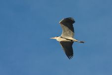 Great Grey Heron In Flight Against The Blue Sky / Royalty Free Stock Photography