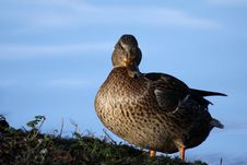 Can Mallard Royalty Free Stock Images