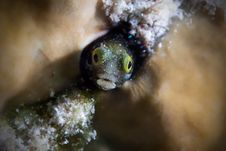 Blenny Royalty Free Stock Photography Blenny Royalty Free Stock Photography