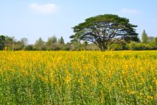 Big Tree In The Yellow Flower Farm Royalty Free Stock Images Big Tree In The Yellow Flower Farm Royalty Free Stock Images