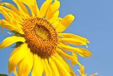 Sunflower Close Up And The Blue Sky Royalty Free Stock Photography Sunflower Close Up And The Blue Sky Royalty Free Stock Photography