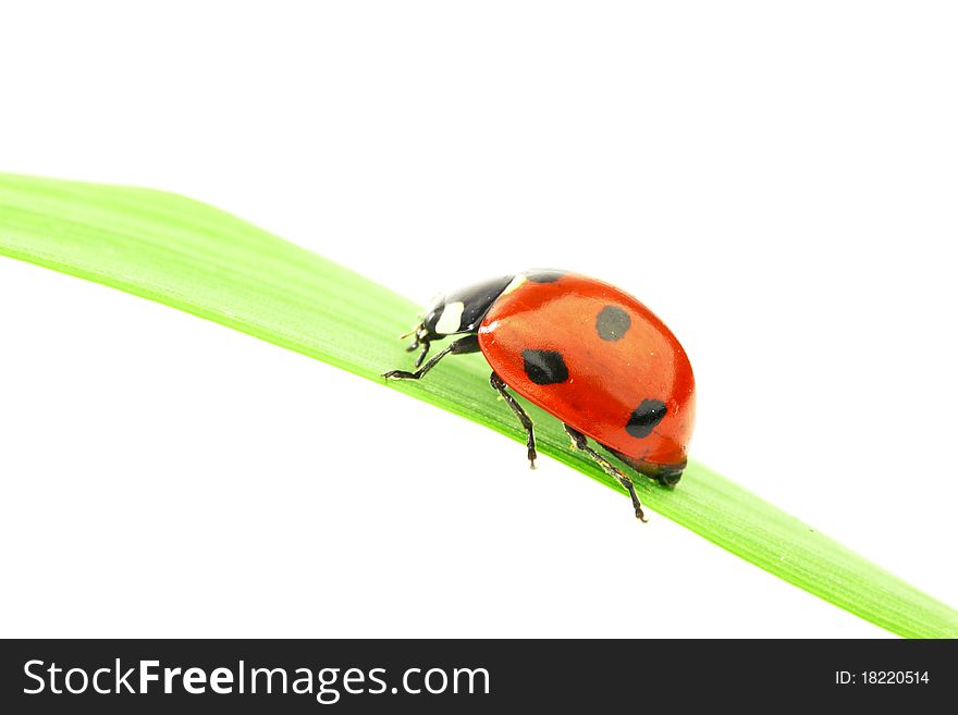 Ladybug on grass isolated on white background
