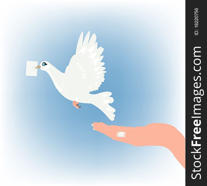 White dove carries letter in beak