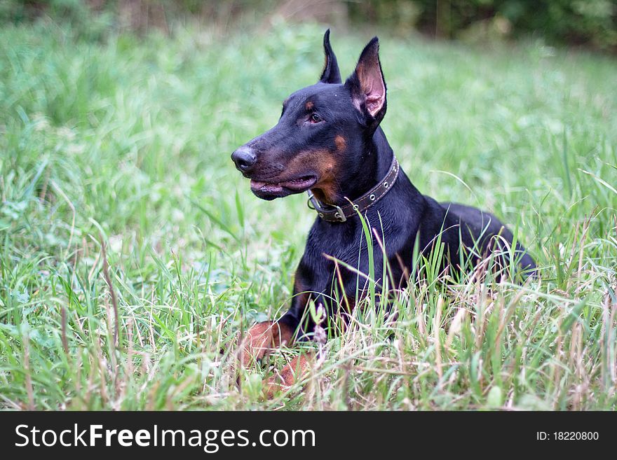 A lying doberman in a summer park