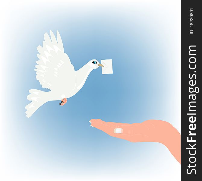 White dove with letter and stretching feminine hand. White dove with letter and stretching feminine hand