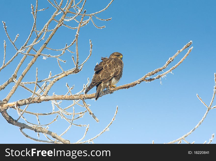 Common buzzard (Buteo buteo) on a winter scene