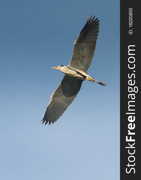 Great grey heron in flight against the blue sky / Ardea cinerea