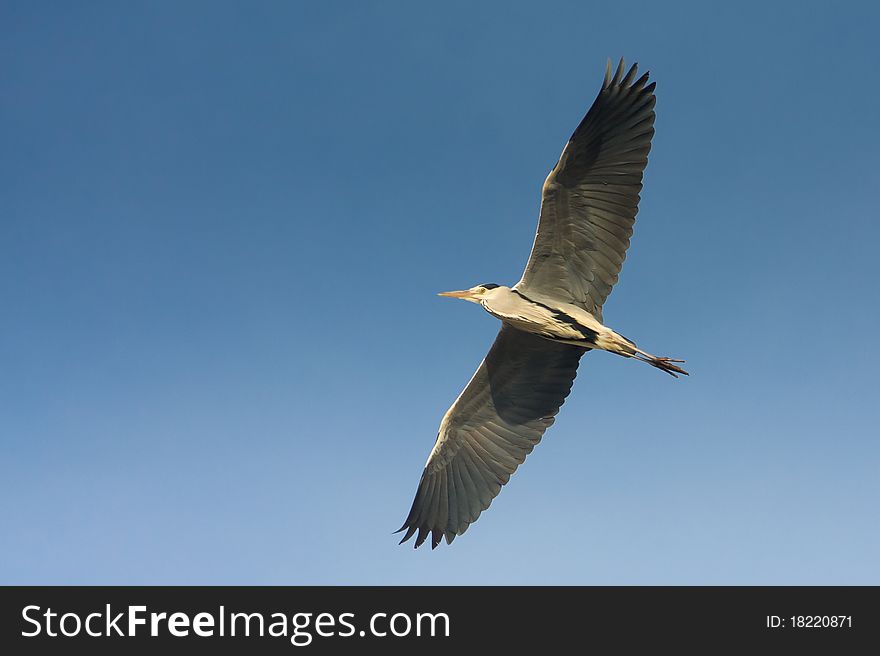 Great grey heron in flight against the blue sky / Ardea cinerea. Great grey heron in flight against the blue sky / Ardea cinerea