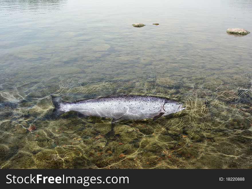 Long salmon on background of bottom of river. Long salmon on background of bottom of river