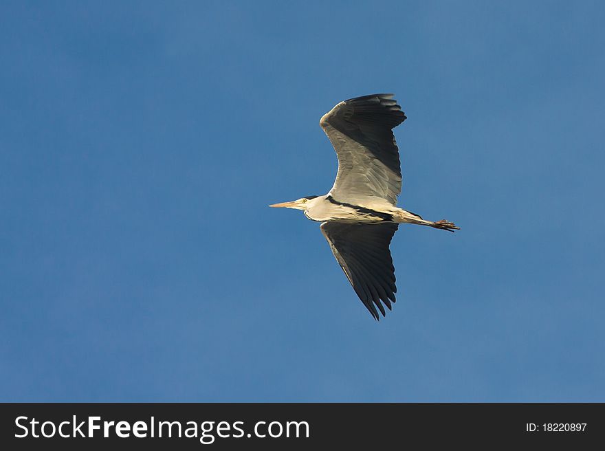 Great grey heron in flight against the blue sky /