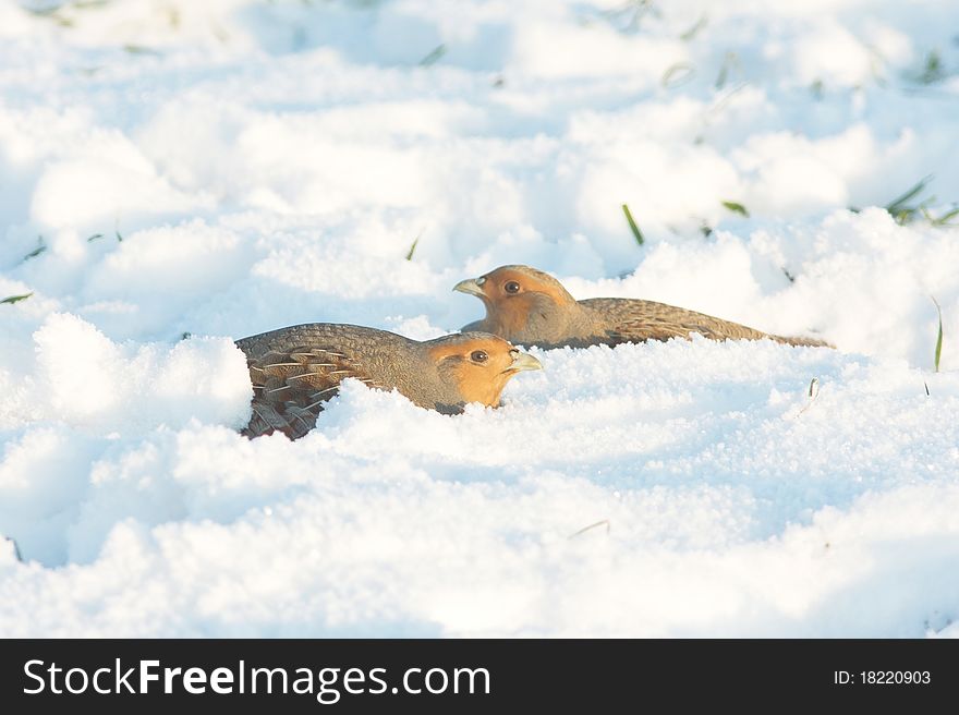 The Grey Partridge (Perdix perdix) in a winter scene