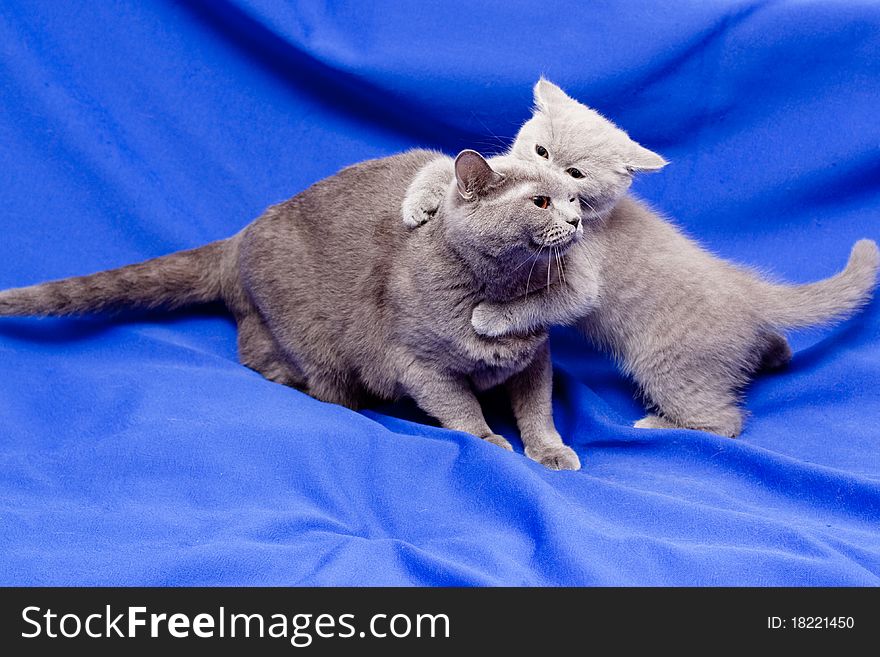 A British kitten plays with its mother on blue background. A British kitten plays with its mother on blue background