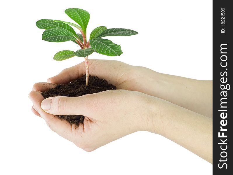 Plant in a hand isolated on white background