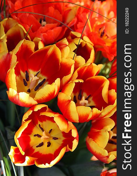 Bouquet of tulips with contrasted colors