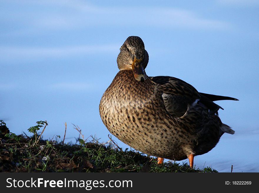 Can mallard in winter on a bank