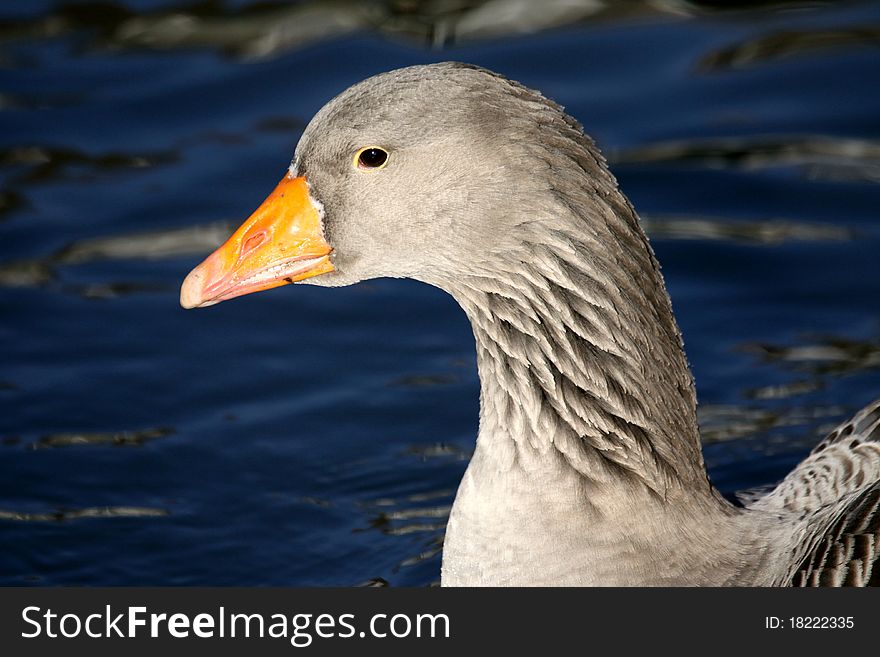 Close-up of goose in winter