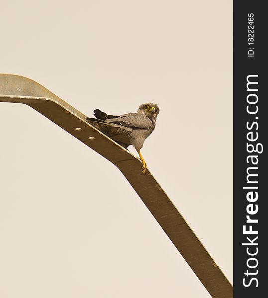 A Grey Kestrel on a metal pole