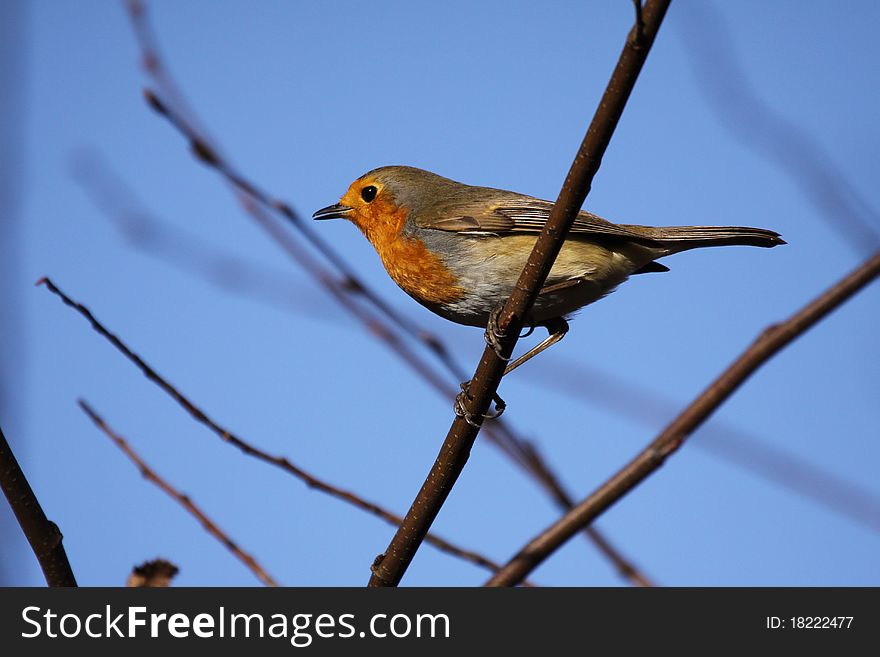 Robin in winter on a tree