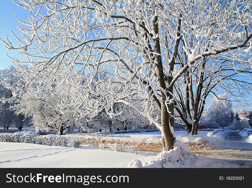 Lane in winter park amongst tree