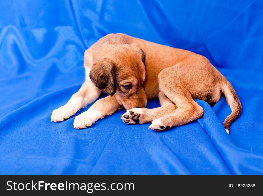 A brown saluki pup lying on blue background