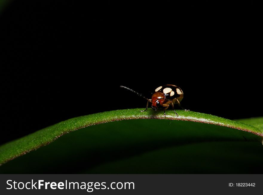 An insect ladybird walk over the leaf. An insect ladybird walk over the leaf