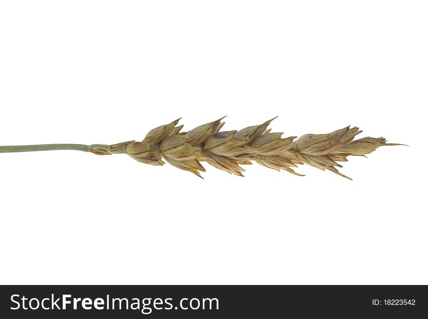 Ear of wheat isolated on a white background