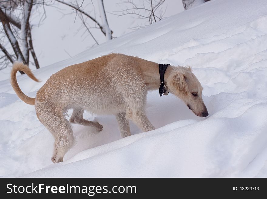 Hound Pup In Snow