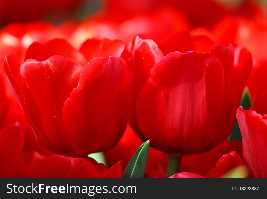 Red tulips in farm of Thailand.